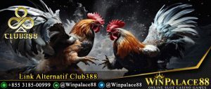 Link Alternatif Club388